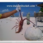 roques 7 nicola