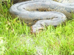 Un serpente del Venezuela