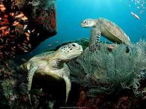 Bellissime tartarughe marine a Isla la Tortuga